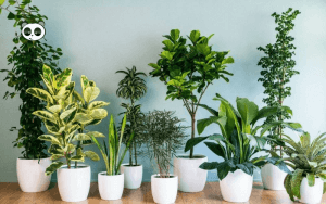 Kinh nghiệm kinh doanh cây cảnh thu lợi nhuận lớn