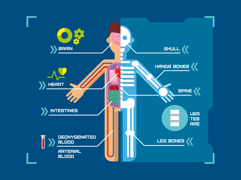 anatomy infographic