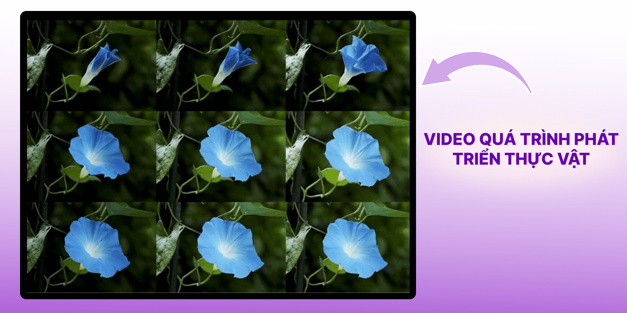 Video quay video tua nhanh về thế giới thực vật